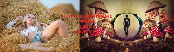 ГАЛЛЮЦИНОГЕННЫЕ ГРИБЫ Покров